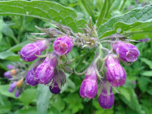 Symphytum officinale consoude - symphytum, officinale,consoude