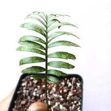 Encephalartos caffer - Cycade du Cap oriental | Cycad caffer