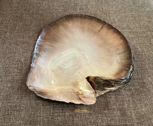 Grand coquillage nacre huitre - grand,