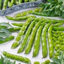 Lot De 3x25 Graines De Fève De Seville Semences 75 Graines Seed