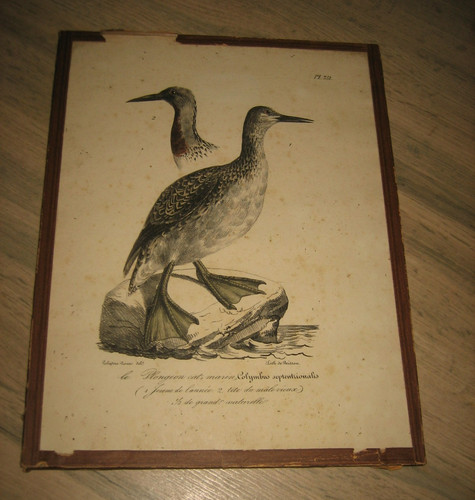 Ancienne lithographie polydore - ancienne,