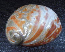 Grande Coquille ormeau abalone