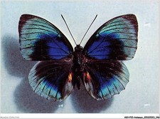 AKVP10-0820-ANIMAUX - PAPILLON