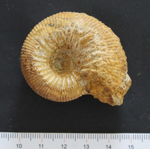 Ammonite fossile bajocien - fossile,