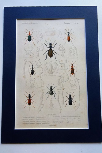 Insects engraving animal - insects,