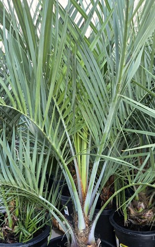 Jelly pindo palm tree plant - pindo,