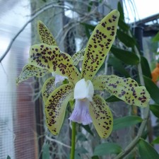 Cattleya guttata var coerulea