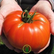  Tomates Beefsteak BIO  de mon jardin Bretagne  permaculture 30 Graines )
