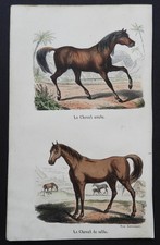 BUFFON début 19ème - Gravure couleurs : LE CHEVAL ARABE, LE CHEVAL DE SELLE