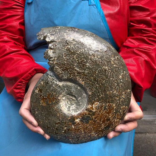 88lb rare natural tentacle - 4.88lb,