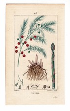 Botanique Asperge Asparagus Gemüsesparge Szparag Cuisine Gastronomie Turpin 1820
