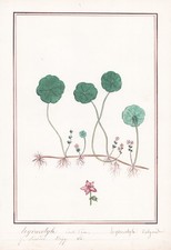 Hydrocotyle Vulgaris