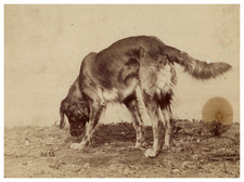 Ottomar Anschütz, Animal Study, Dog vintage albumen print Tirage albuminé  1