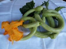 12 graines de courgette trompette  non traitée