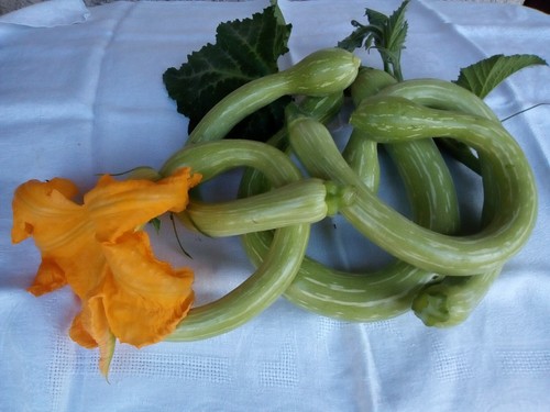Graines courgette - graines, de