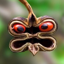 Habat Al Achk - Graines du Diable - حبة العشق