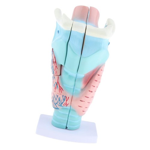 Modèle anatomique larynx - modèle, du