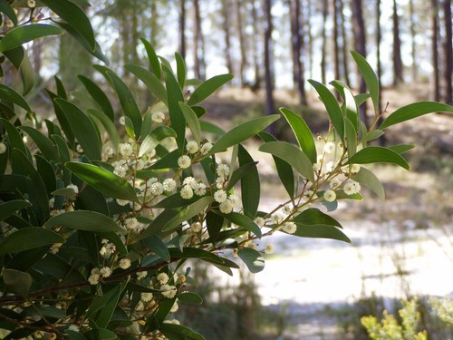 Graines acacia melanoxylon - graines,