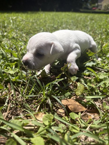 Male chihuahua puppy