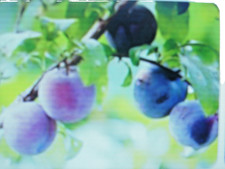 4 Noyaux de Prune Reine Claude violette