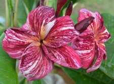 Graines frangipanier - 3,