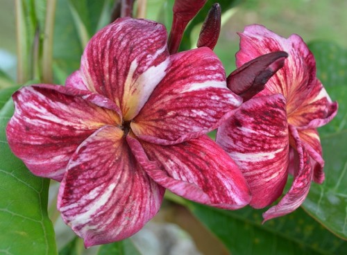 Graines frangipanier - 3,