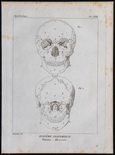 1825 - Crâne humain - Gravure ancienne - Anatomie & Squelettologie