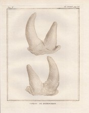 Nashorn Rhinocéros Cornes Rhino Animaux Gravure Cuivre Buffon 1780