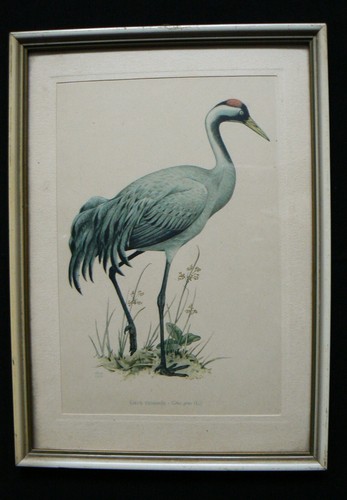 Ancienne lithographie grue - ancienne,