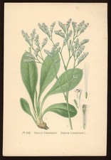 Planche botanique : Statice Limonium. Atlas des plantes, Masclef, XIXe