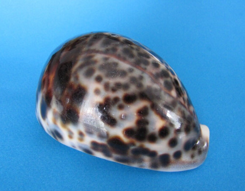 Cypraea tigris 107 - ,5, f++