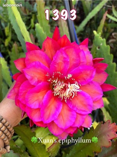 Nouveauté epiphyllum - epiphyllum, n°