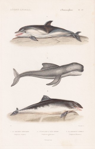Dolphin orque baleine - orque,