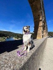 🌸 Laisse Lila Fleuri pour