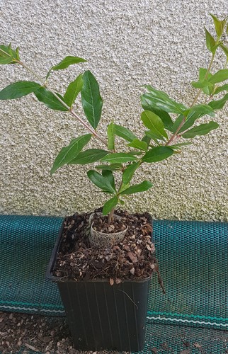 Punica granatum kabylie - 'kabylie', /