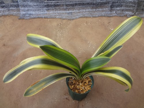 Clivia miniata tenshikan - clivia,