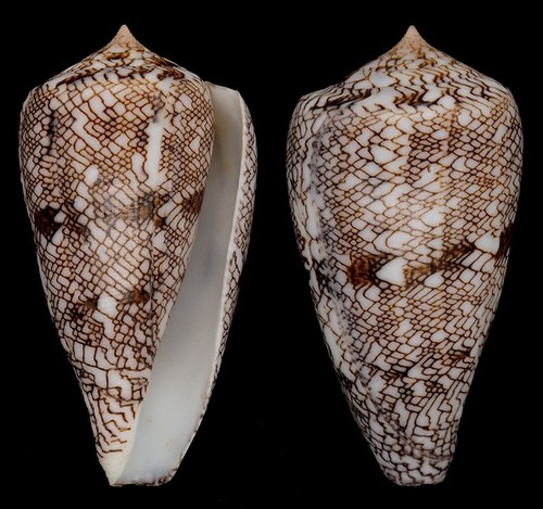 Coquillage collection - de,