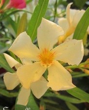 ♫ LAURIER Rustique 'Saumon' - Nerium ♫ Graines ♫ Bel Arbuste, Haie Mellifère ♫