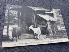 Cpa Paris museum histoire naturelle chèvres de Syrie Édition Rosle
