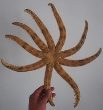 curiosité , taxidermie 