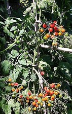 100 Graines de Tomate petit moineau porte greffe Méthode BIO