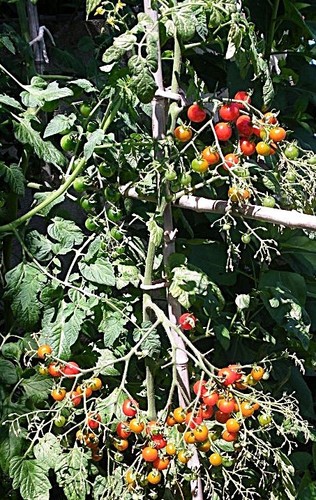 100 graines tomate petit - tomate,