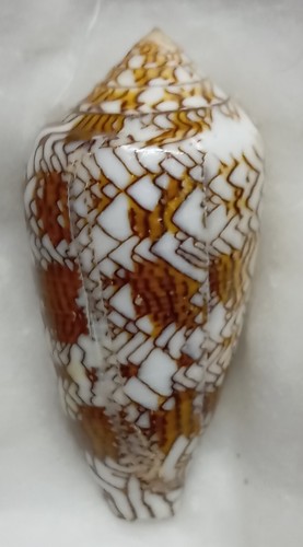 Conus textile - conus,
