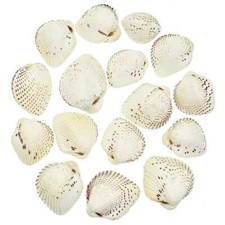 Coquillages cardium unedo entiers - 3 à 4 cm - Lot de 5
