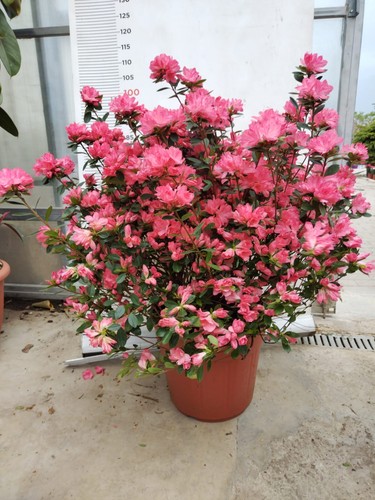 Plante rhododendron azalée - de,