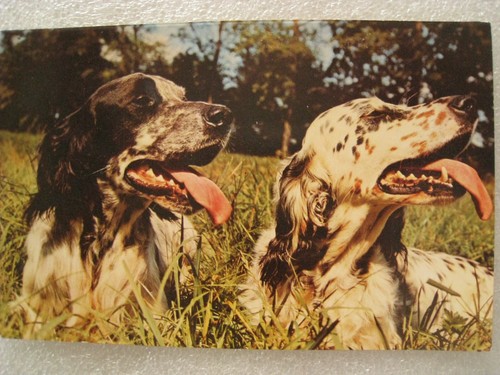 Setter anglais carte - anglais., postale