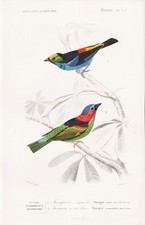 Tangara Cyanocephala Oiseau