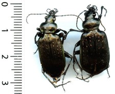 Carabidae - couple (pair) CALOSOMA ALTERNANS - Entomologie . insecte 1674R
