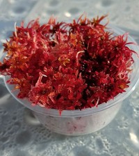 Mousse de sphaigne rouge