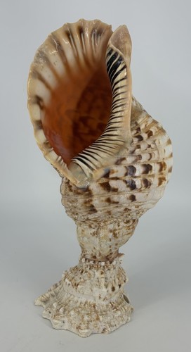 Grand coquillage triton - grand,